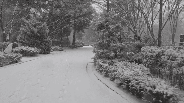 Snow-covered park path with trees