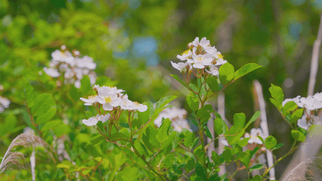 초록 정원에 피어난 하얀 꽃들