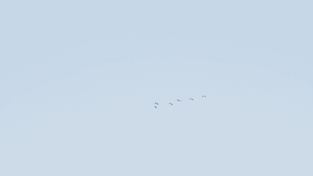 새들이 떼를 지어 날아가는 맑은 하늘