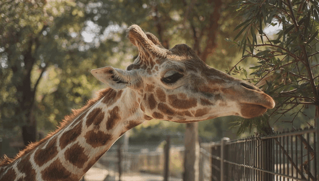 Giraffe eating leaves from a tree