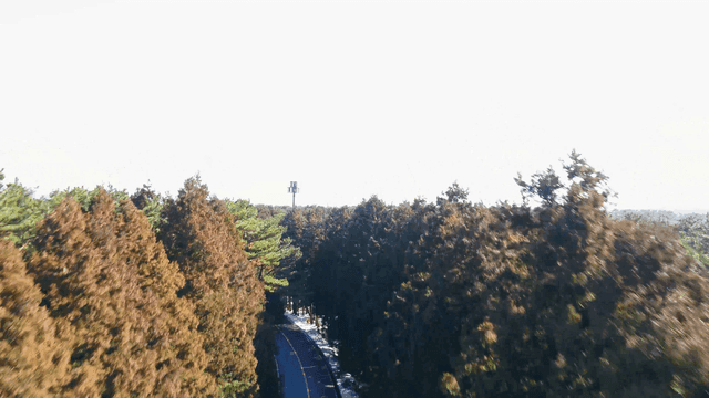 Narrow road through snow-covered forest