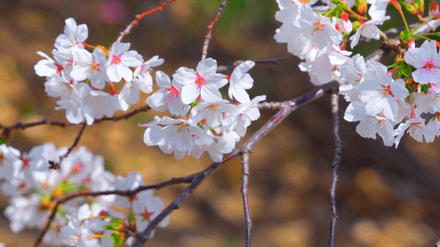 가지에 만개한 벚꽃