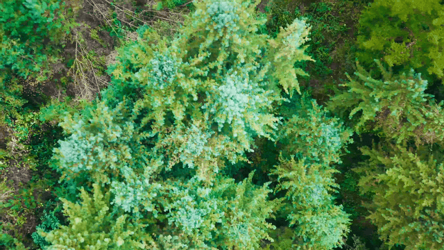 Lush green forest from above