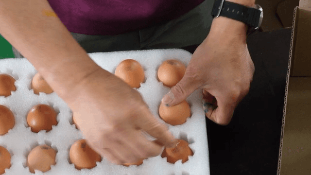 Person sorting eggs into cartons
