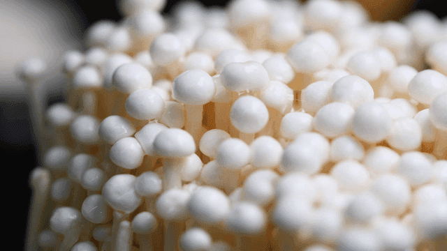 Close-up of fresh enoki mushrooms