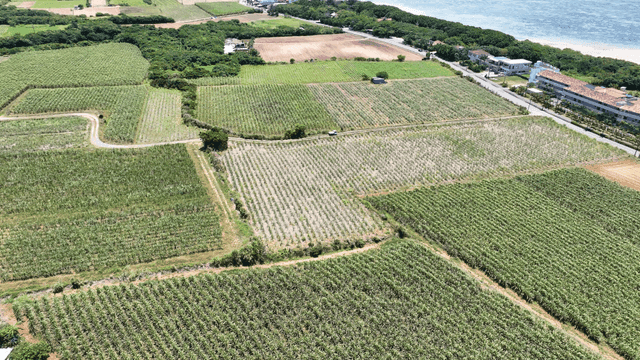 Aerial view of lush farmland by the sea