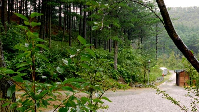 Forest trail with green trees