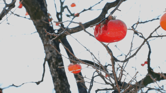 나뭇가지에 매달린 잘 익은 감