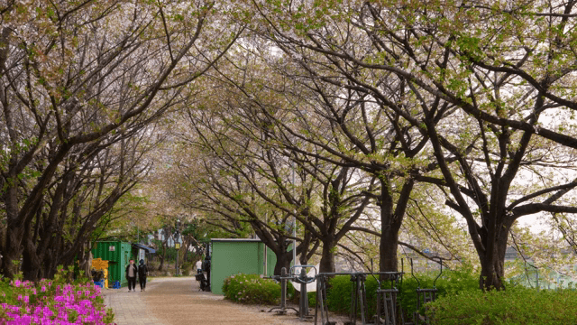 벚꽃 나무 아래의 경치 좋은 산책로