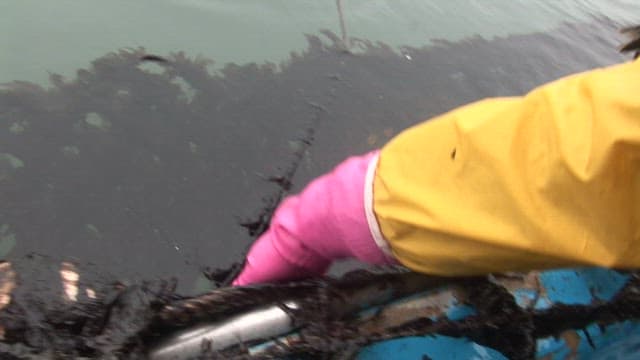 양식장에서 해조류 수확