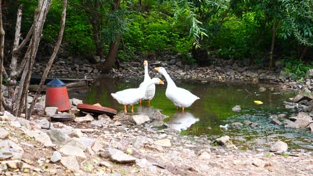숲속 연못가의 세 마리 흰 거위