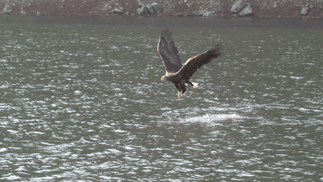 Eagle catching prey over a lake