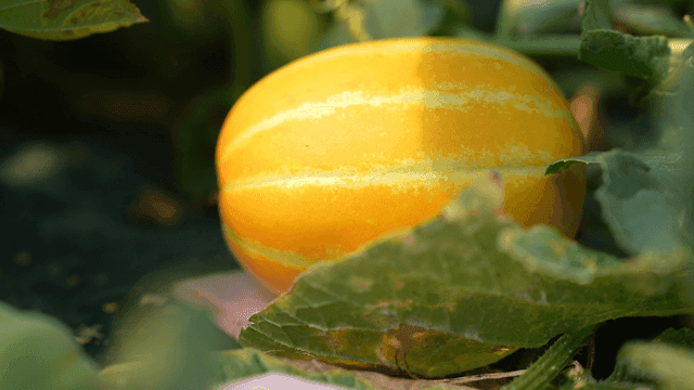 Ripe yellow Korean melons between green leaves