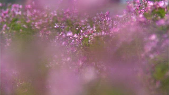 Close-Up of Purple Milk Vetch Swaying