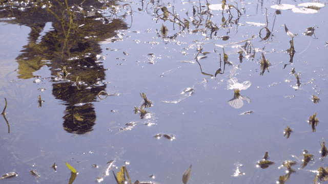 연못에 비친 사람의 모습