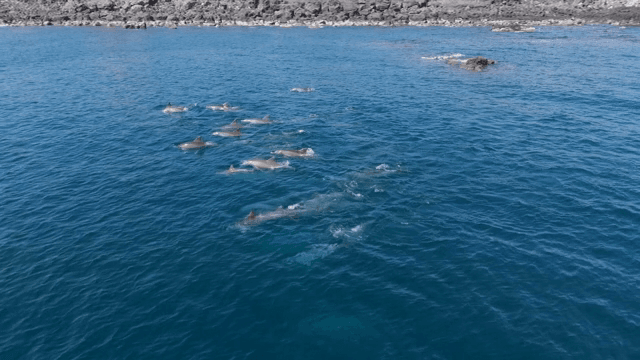 바다에서 헤엄치는 돌고래 무리