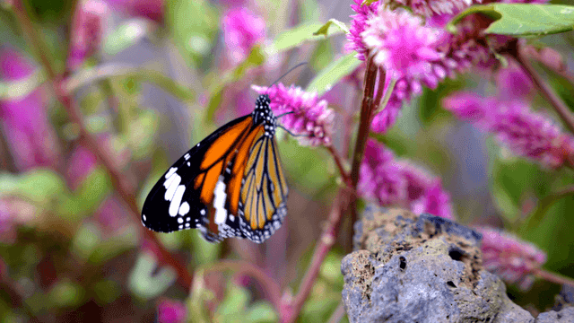 Monarch butterfly sitting on purple flower