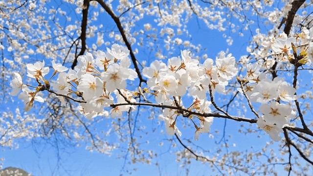 맑은 하늘 아래 만개한 벚꽃
