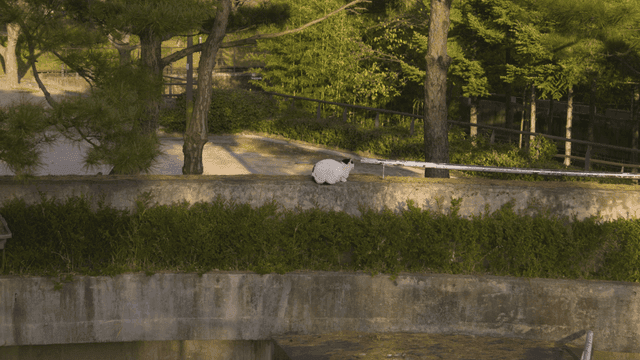 Cat sitting on park wall