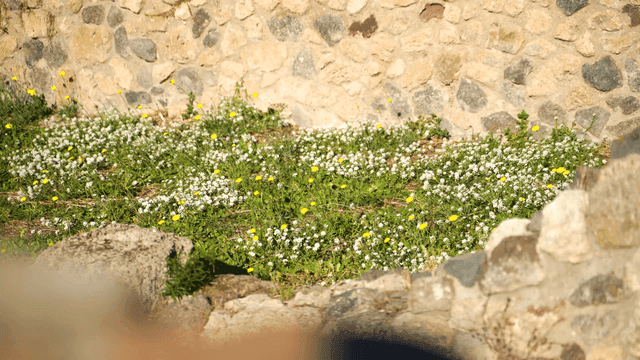 Stone wall with blooming wildflowers
