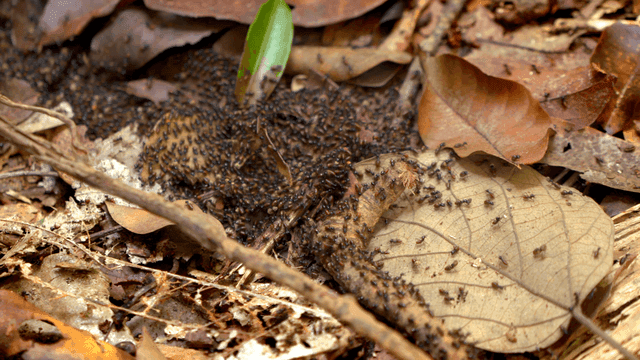 낙엽 위를 기어가는 개미들