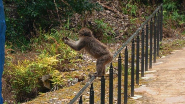 Monkeys interacting on a forest pathway