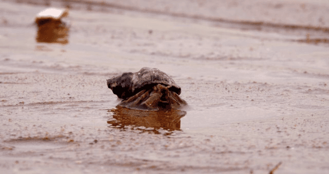 진흙 해안 위를 걷는 소라게