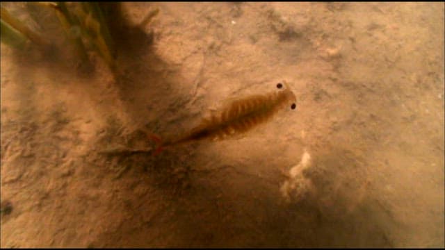 Tadpole shrimp on the riverbed in its natural habitat