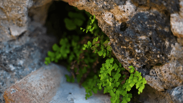 Plants growing in crevices of rocks