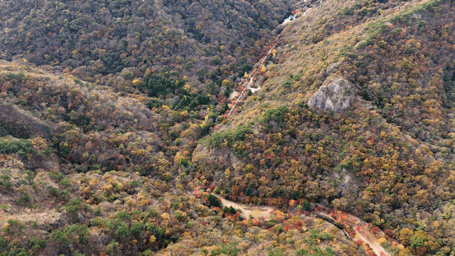 Aerial view of a forest in autumn