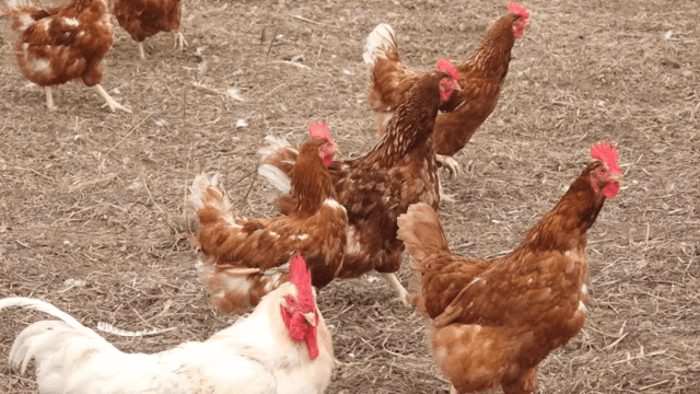 농장에서 자유롭게 돌아다니는 닭들