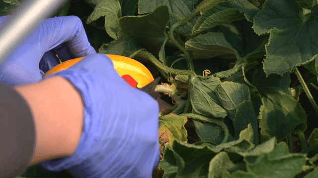 Hands harvesting ripe Korean melons from vines