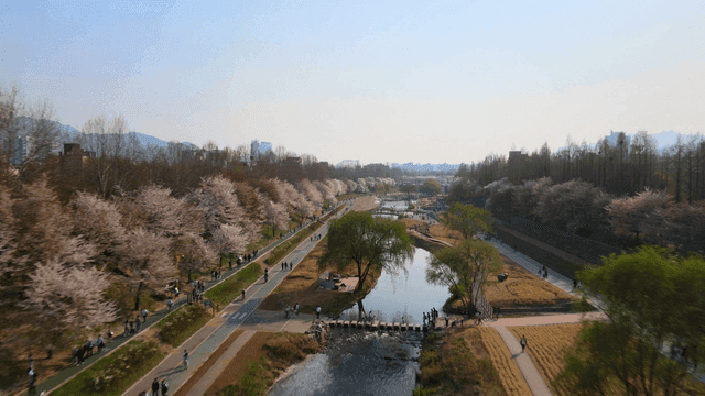Cherry blossoms along a riverside path