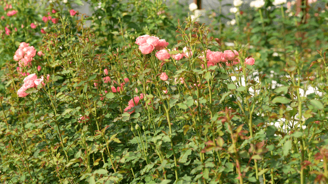 Garden full of fully bloomed pink roses