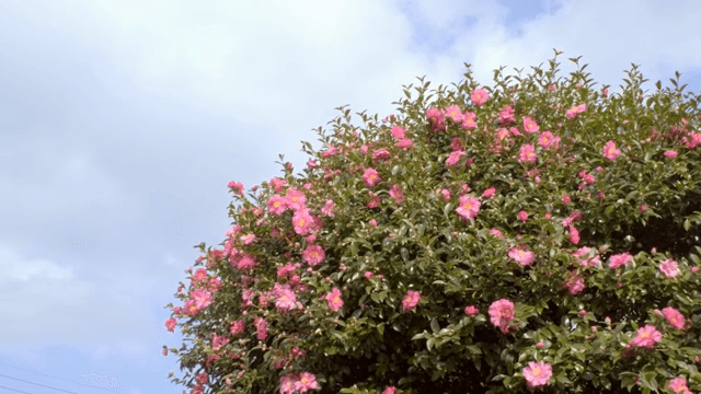 Pink camellia flowers blooming on a sunny day