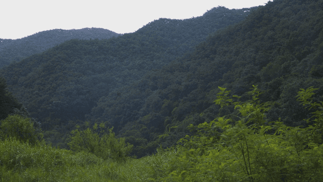 Hill covered with lush green forest