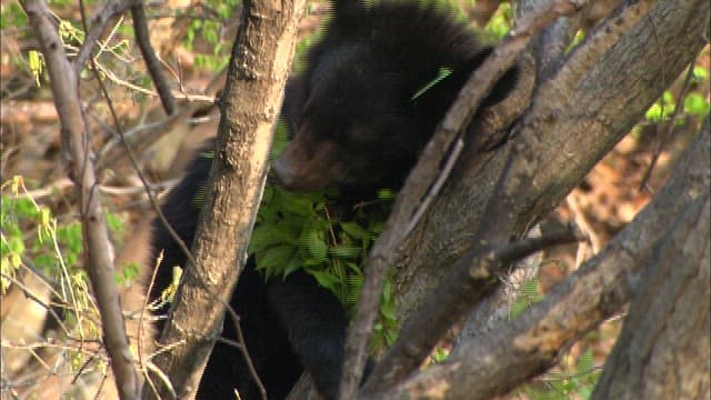 Young Bear Foraging in Forest