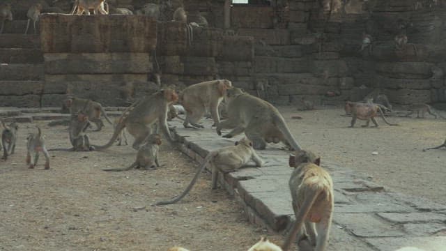 Monkeys Fighting on a Stone Structure in Ancient Temple