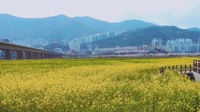 Scenery of a Field with Yellow Canola Flowers in Full Bloom