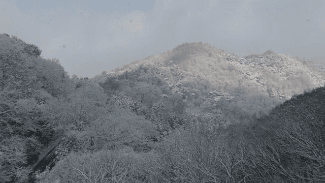 눈 덮인 숲과 구불구불한 도로