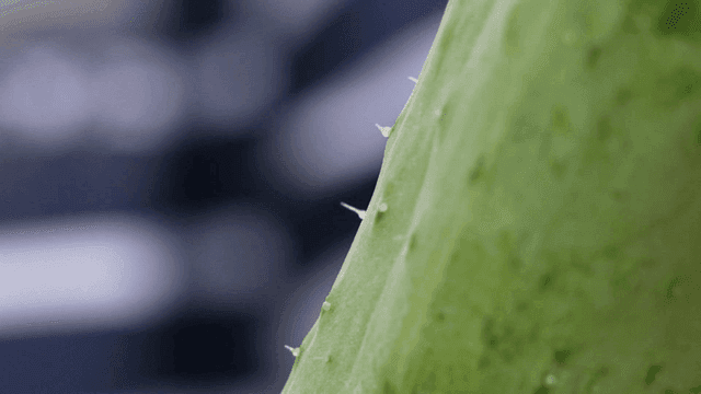 어도톨한 녹색 오이의 클로즈업