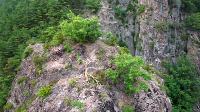 푸른 식물이 우거진 산의 평화로운 전망