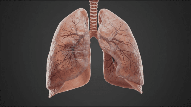 Detailed view of human lungs with veins