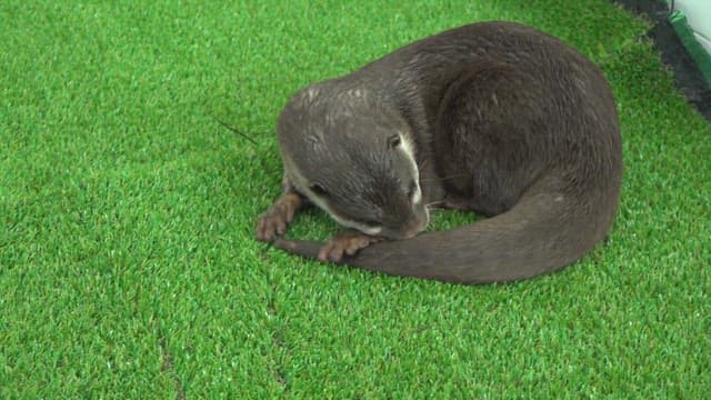 Otter rolling on artificial grass