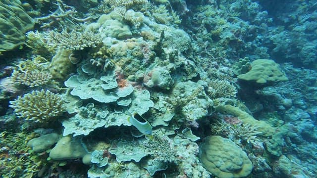 Underwater coral reef with fish swimming