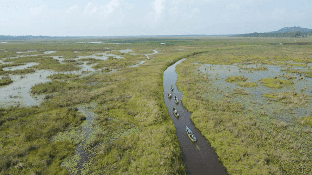 푸른 습지를 지나가는 카누들