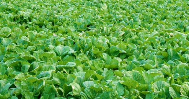 햇빛 아래 무성한 상추 밭