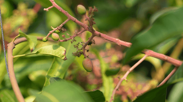 Small mangoes growing on branches