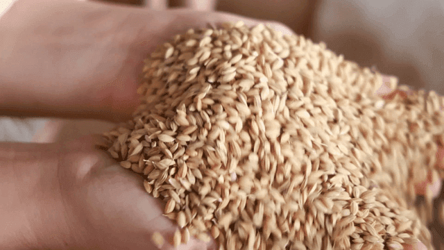 Hands holding a pile of rice grains