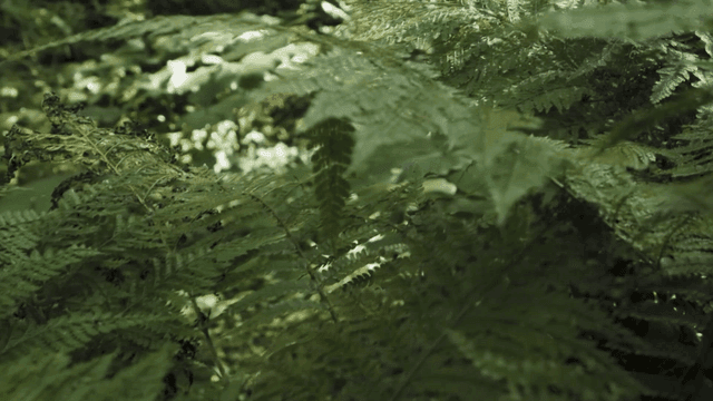 Lush green ferns in a dense forest